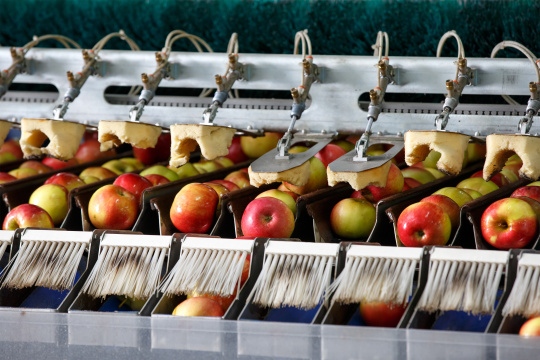 Apples are cleaned and sorted in a machine