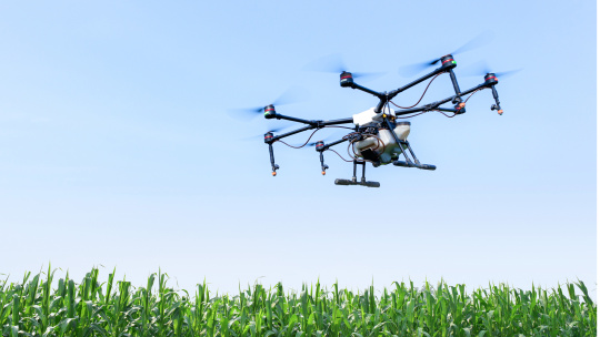 Agricultural drone flying over a green cornfield.