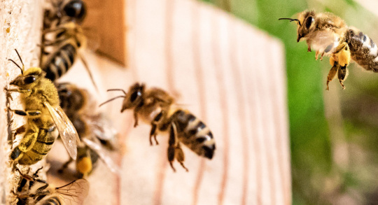 Environmental protection through own bee hives