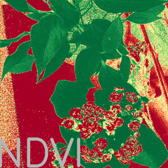 High-contrast image of a plant in red and green tones
