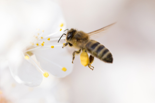 Bee pollinates flower