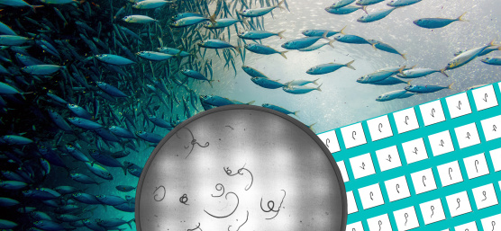 Camera system minimizes health risks when consuming seafood products