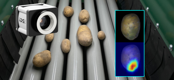 IDS-Camera inspecting potatoes on a roller conveyor